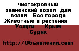 чистокровный зааненский козел  для вязки - Все города Животные и растения » Услуги   . Крым,Судак